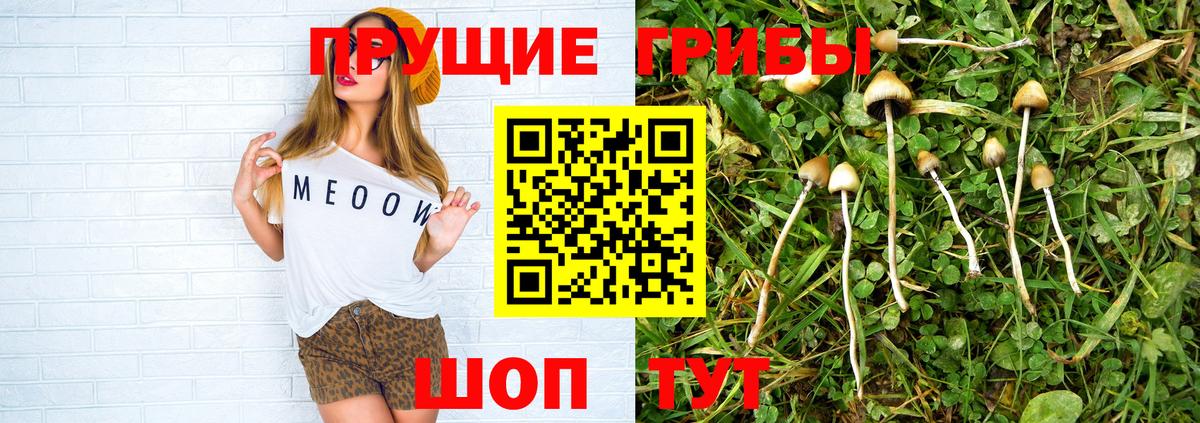 Псилоцибиновые грибы Psilocybe Димитровград