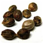 Семена марихуаны АК-47  (Seeds AK-47) в Димитровграде